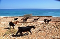 114_Oman
