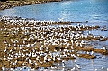 300_Oman_Muscat_Mutrah