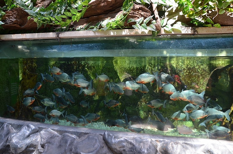 097_Philippines_Manila_Ozean_Park.JPG