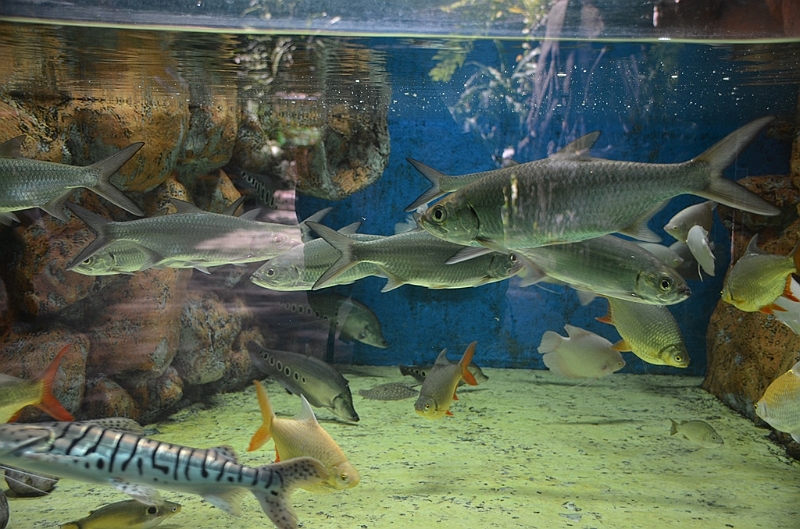 098_Philippines_Manila_Ozean_Park.JPG