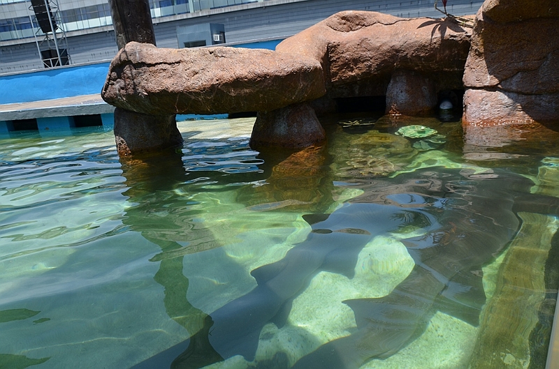 118_Philippines_Manila_Ozean_Park.JPG
