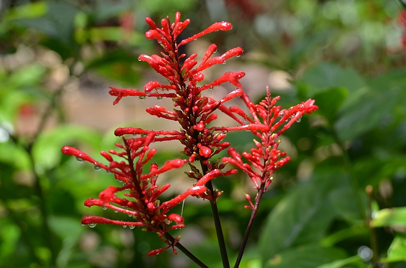 197_Philippines_Bohol_Butterfly_Conservation_Center.JPG