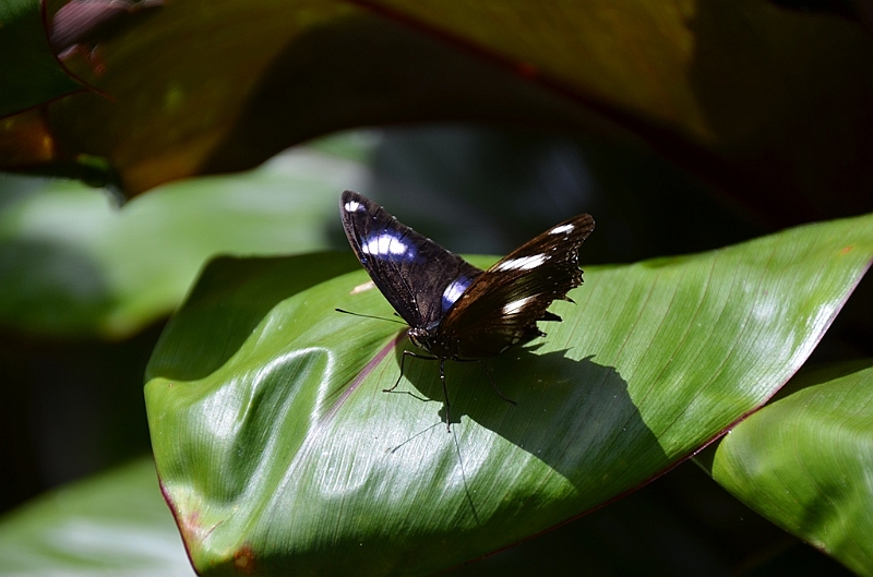 203_Philippines_Bohol_Butterfly_Conservation_Center.JPG