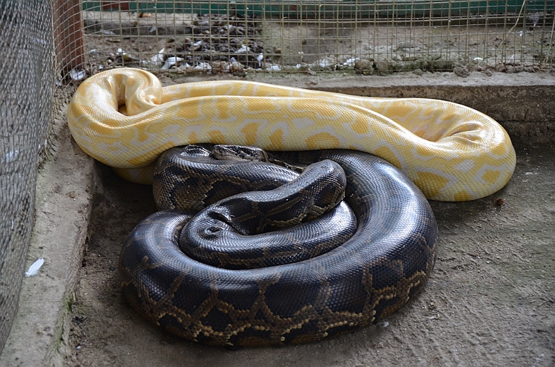 224_Philippines_Bohol_Python.JPG