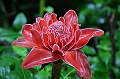193_Philippines_Bohol_Butterfly_Conservation_Center