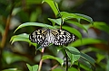 196_Philippines_Bohol_Butterfly_Conservation_Center