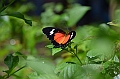 198_Philippines_Bohol_Butterfly_Conservation_Center