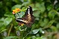 199_Philippines_Bohol_Butterfly_Conservation_Center