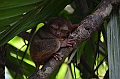 206_Philippines_Bohol_Tarsier
