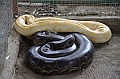 224_Philippines_Bohol_Python