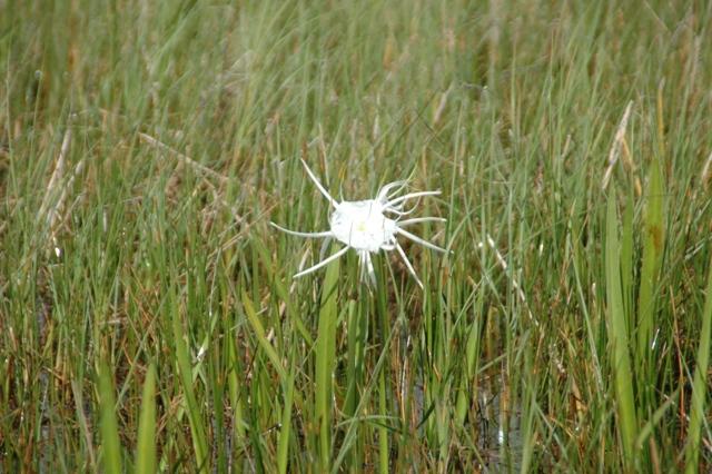 185_USA_Everglades_National_Park.JPG