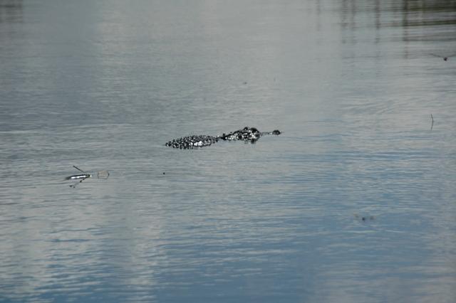 190_USA_Everglades_National_Park.JPG