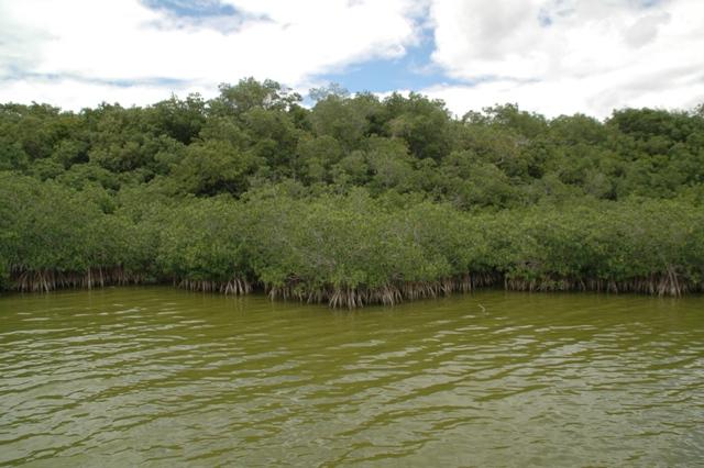 217_USA_Everglades_National_Park.JPG