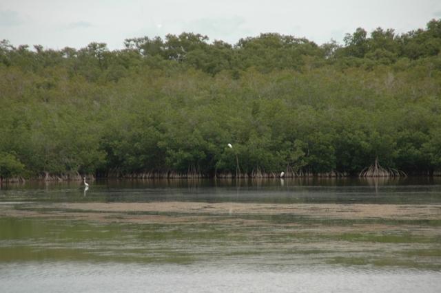 219_USA_Everglades_National_Park.JPG