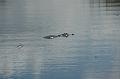 190_USA_Everglades_National_Park