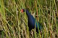195_USA_Everglades_National_Park