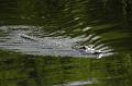 196_USA_Everglades_National_Park