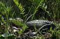 205_USA_Everglades_National_Park