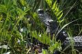 207_USA_Everglades_National_Park