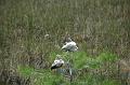 211_USA_Everglades_National_Park