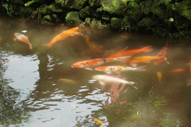111_USA_Hawaii_Oahu_Valley_of_the_Temples_Byodo_In.JPG