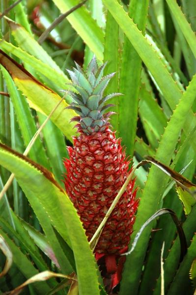 156_USA_Hawaii_Oahu_Dole_Plantation.JPG