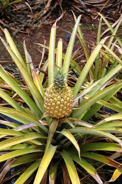 157_USA_Hawaii_Oahu_Dole_Plantation.JPG