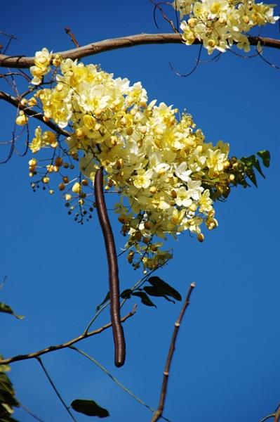 190_USA_Hawaii_Maui_Kapalua.JPG