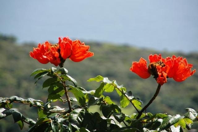 235_USA_Hawaii_Maui_The_Road_to_Hana.JPG