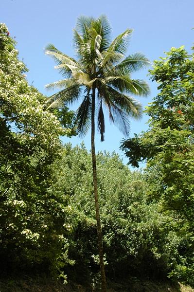 257_USA_Hawaii_Maui_The_Road_to_Hana.JPG