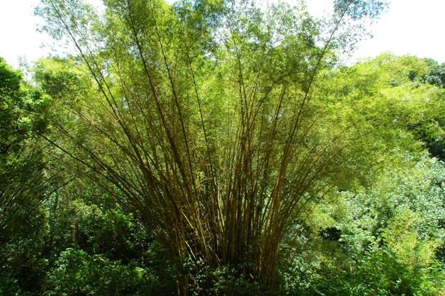 258_USA_Hawaii_Maui_The_Road_to_Hana.JPG