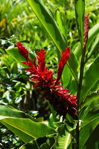 262_USA_Hawaii_Maui_The_Road_to_Hana.JPG