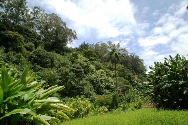 264_USA_Hawaii_Maui_The_Road_to_Hana.JPG