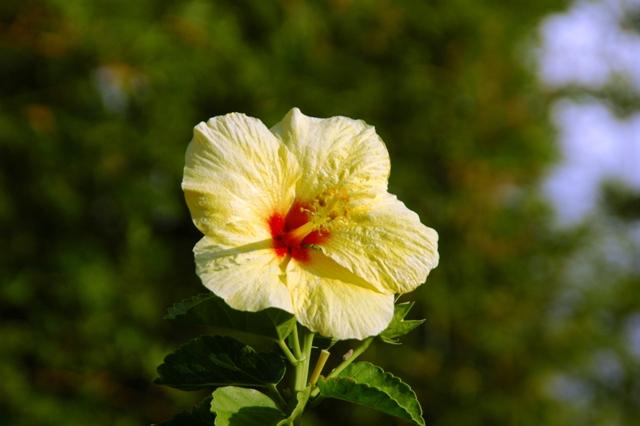 268_USA_Hawaii_Maui_Kapalua.JPG
