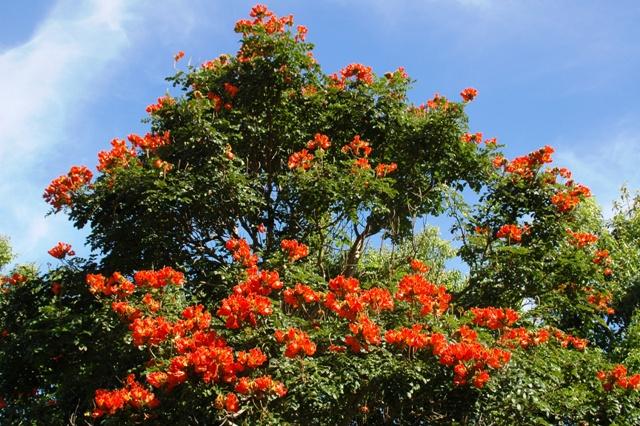 290_USA_Hawaii_Maui_North_Shore_Route_340.JPG