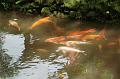 111_USA_Hawaii_Oahu_Valley_of_the_Temples_Byodo_In
