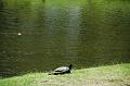 115_USA_Hawaii_Oahu_Valley_of_the_Temples_Byodo_In