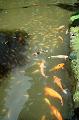 116_USA_Hawaii_Oahu_Valley_of_the_Temples_Byodo_In