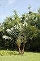 123_USA_Hawaii_Oahu_Valley_of_the_Temples