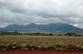 159_USA_Hawaii_Oahu_Dole_Plantation