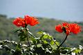 235_USA_Hawaii_Maui_The_Road_to_Hana
