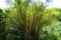 258_USA_Hawaii_Maui_The_Road_to_Hana