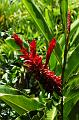 262_USA_Hawaii_Maui_The_Road_to_Hana