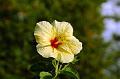 268_USA_Hawaii_Maui_Kapalua