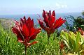 292_USA_Hawaii_Maui_North_Shore_Route__340