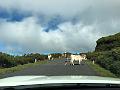 186_2_Portugal_Madeira
