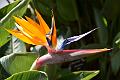 259_Portugal_Madeira_Funchal_Botanical_Garden