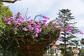 264_Portugal_Madeira_Funchal_Botanical_Garden