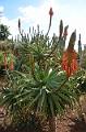 269_Portugal_Madeira_Funchal_Botanical_Garden