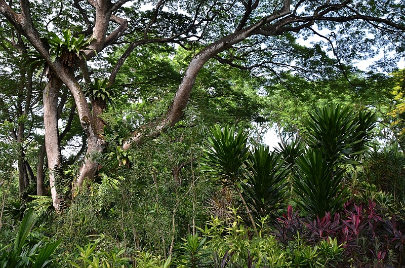 133_Singapore_Botanic_Gardens.JPG